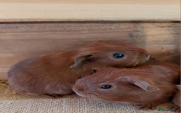 Guinea Pig rodents for sale: Male guinea pigs  - Image 8