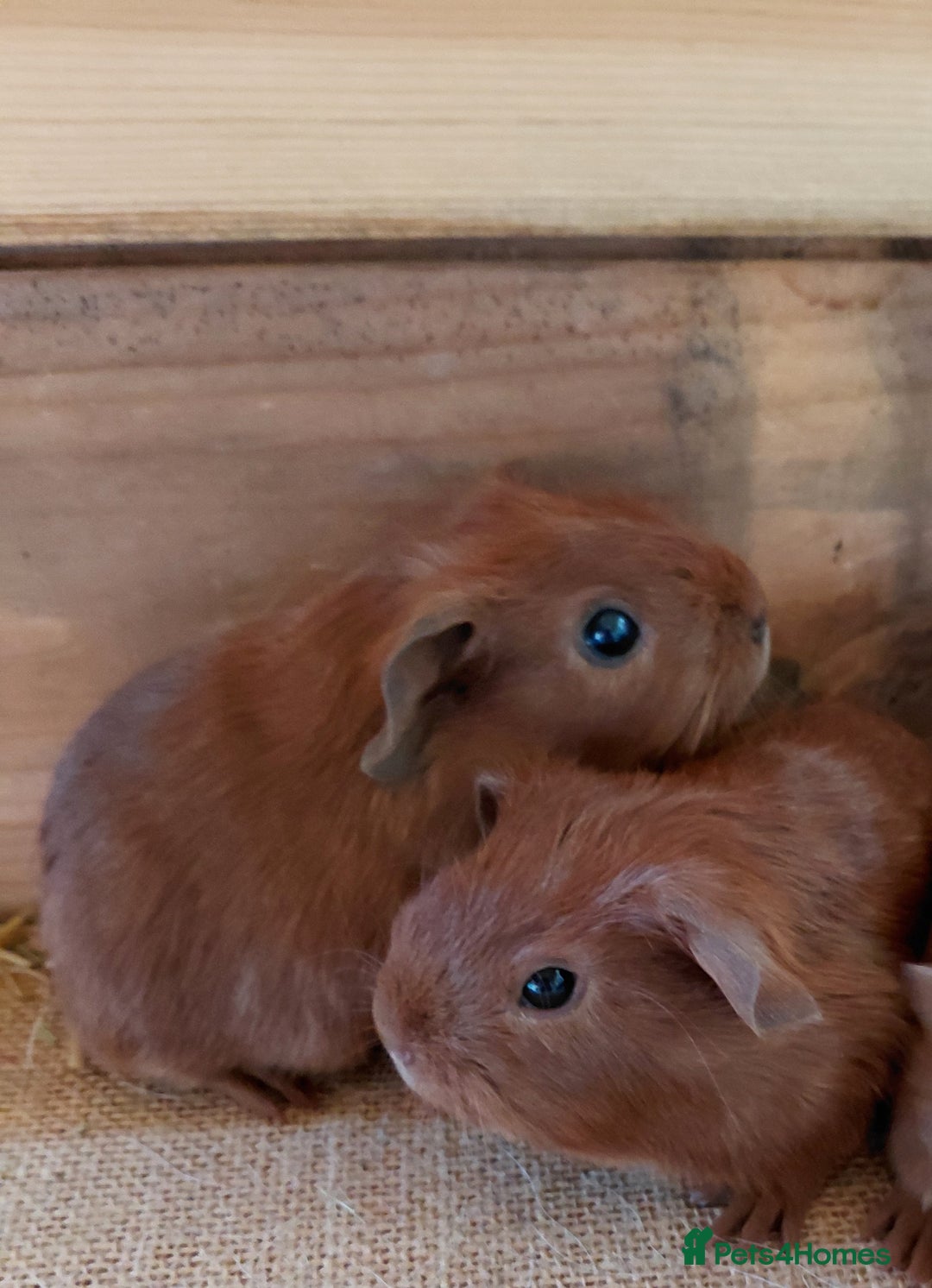 Guinea Pig rodents for sale: Male guinea pigs  - Image 8