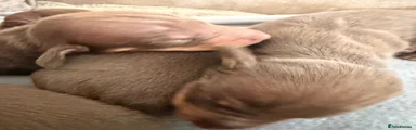 Dachshund 1