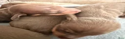 Dachshund dogs for sale: 5 beautiful pups in Pershore - Advert 3
