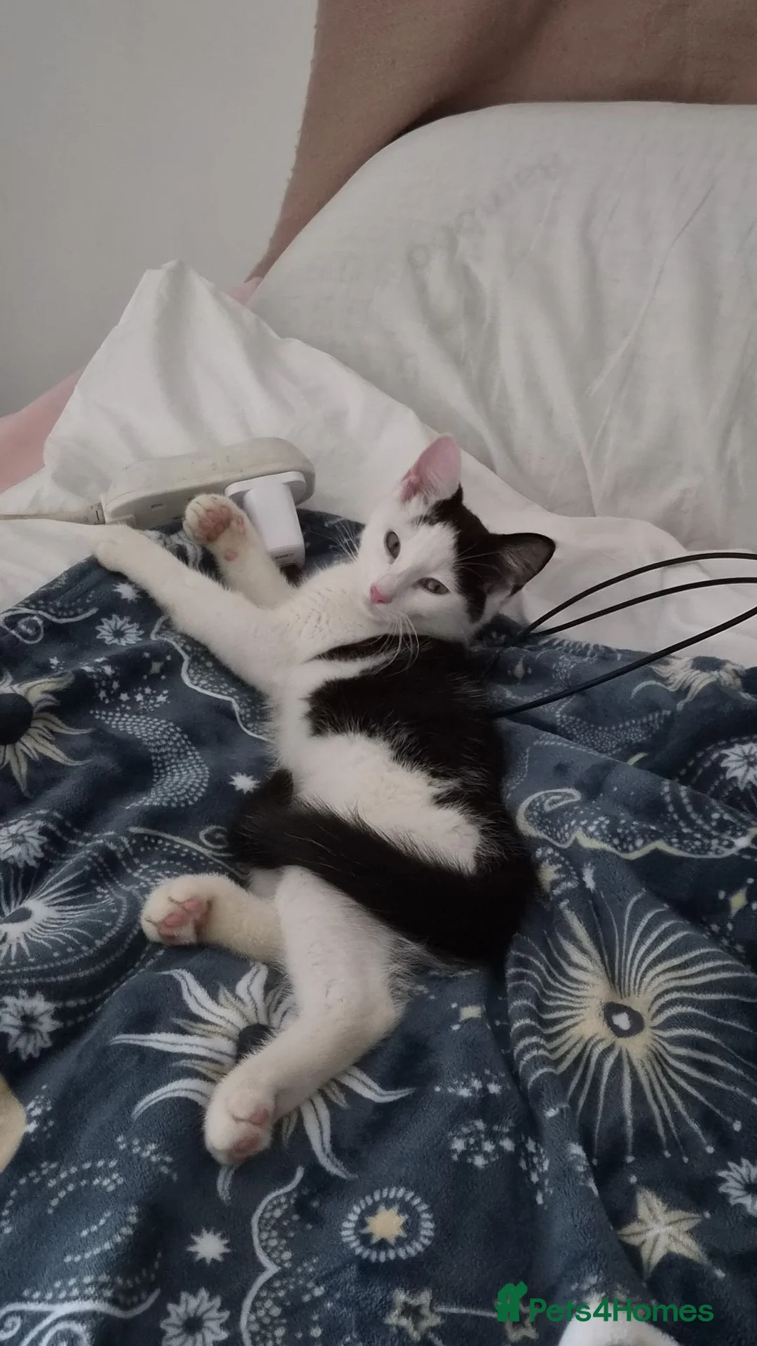 Mixed Breed cats for sale: Kitten needing forever home  in Birmingham - Advert 1