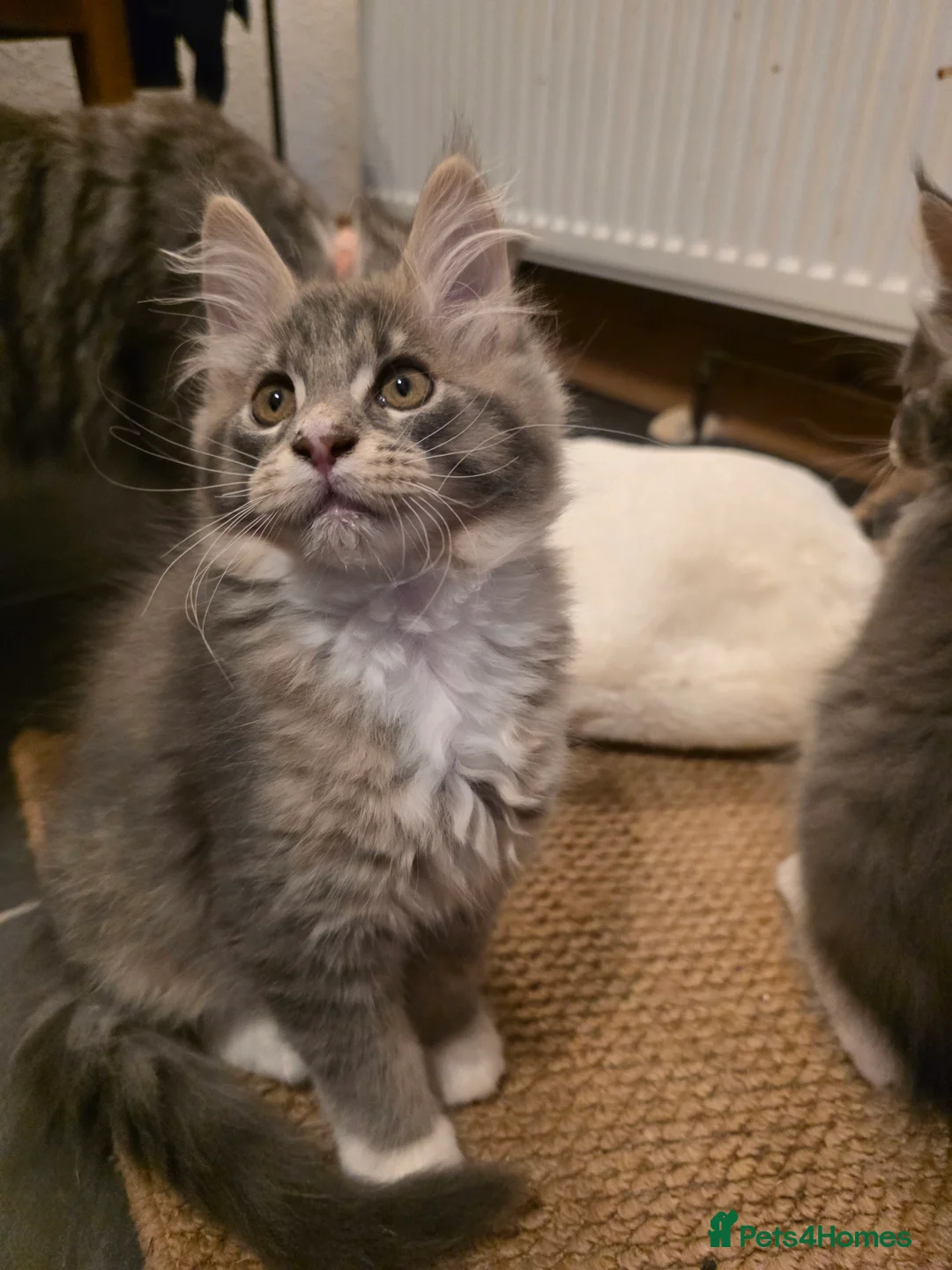 Maine Coon cats for sale: Beautiful Maine Coon Kittens 3 boys/ 2 girl  - Advert 38