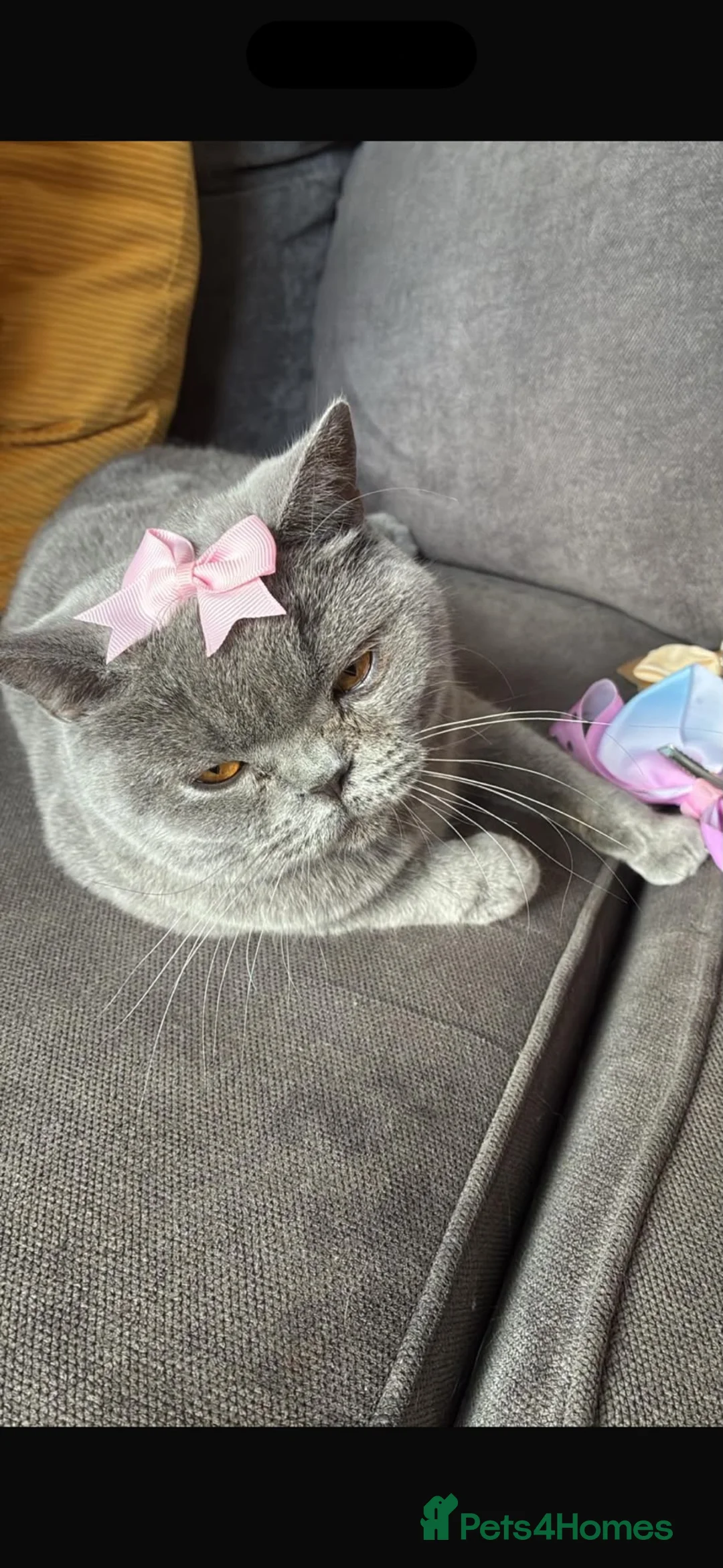 British Shorthair cats for sale: Beautiful full British short haired blue kittens  - Advert 1