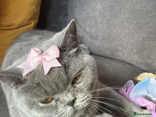 British Shorthair cats Beautiful full British short haired blue kittens - Advert 5