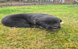 Labrador Retriever dogs for sale: Borador puppies! - Image 8