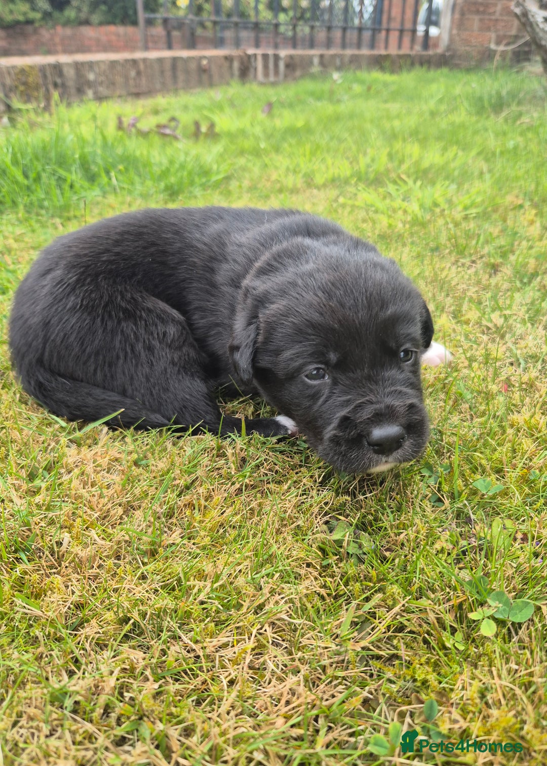 Labrador Retriever dogs for sale: Borador puppies! - Image 8