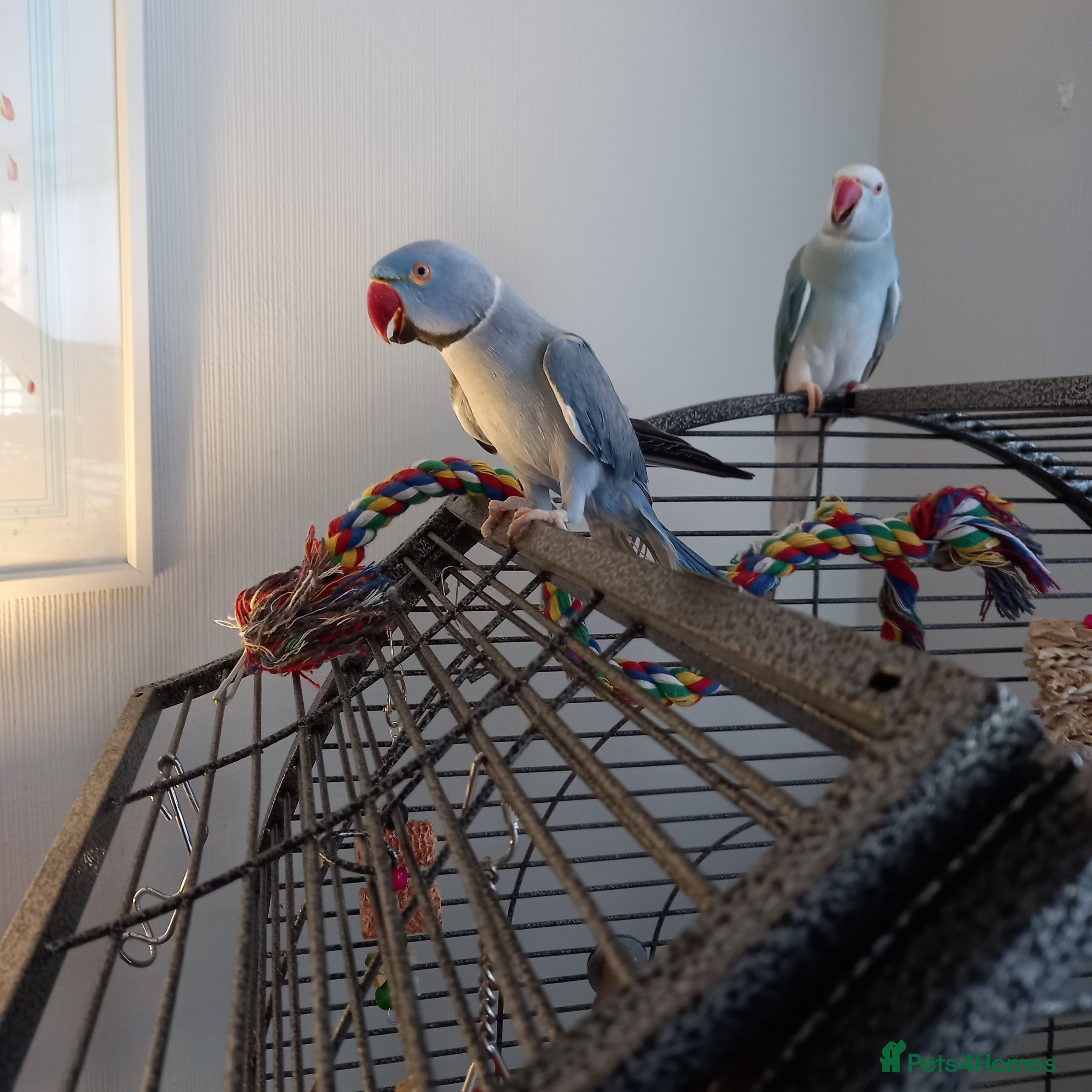 Ringnecks birds Pair of ringnecks for sale - Advert 5