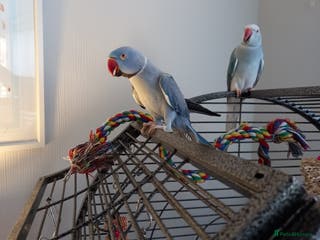 Ringnecks birds Pair of ringnecks for sale - Advert 4