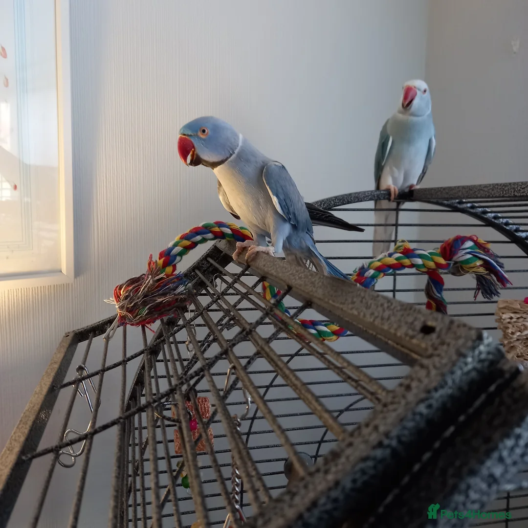 Ringnecks birds for sale: Pair of ringnecks for sale - Advert 1