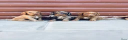 Cocker Spaniel dogs for sale: Stunning cocker spaniel puppies  - Advert 8