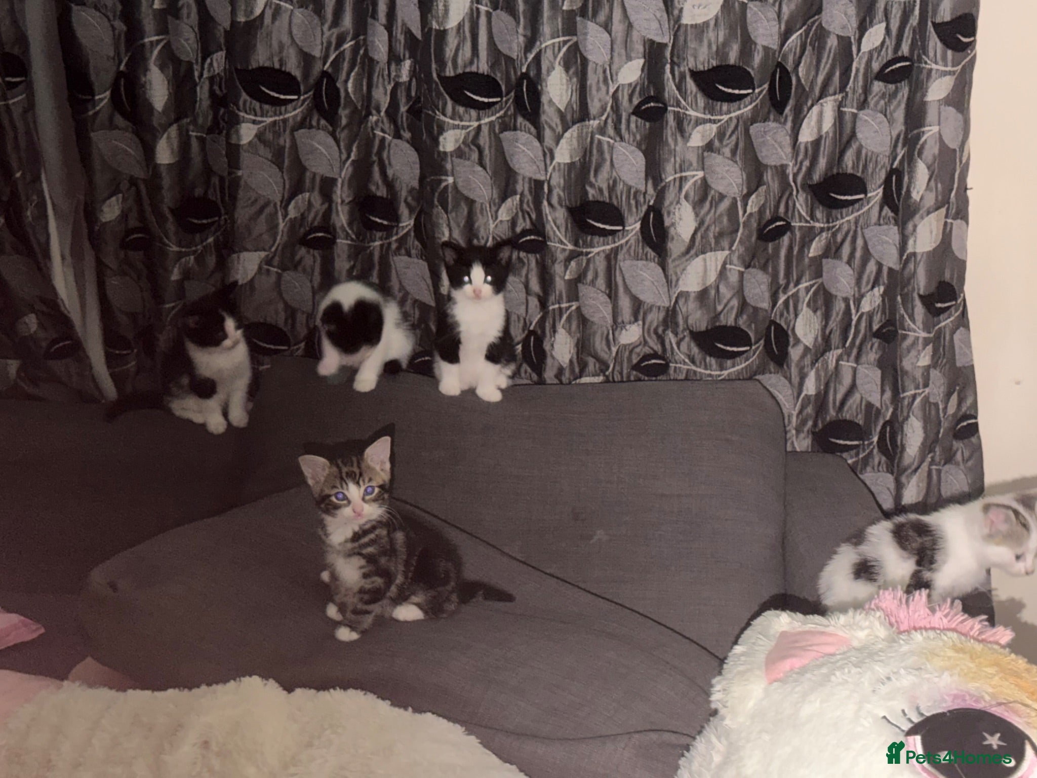 Mixed Breed cats Mixed breed kittens - Advert 1