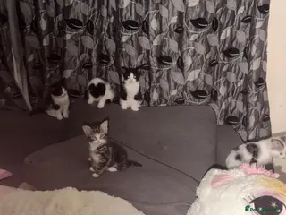 Mixed Breed cats Mixed breed kittens - Advert 1