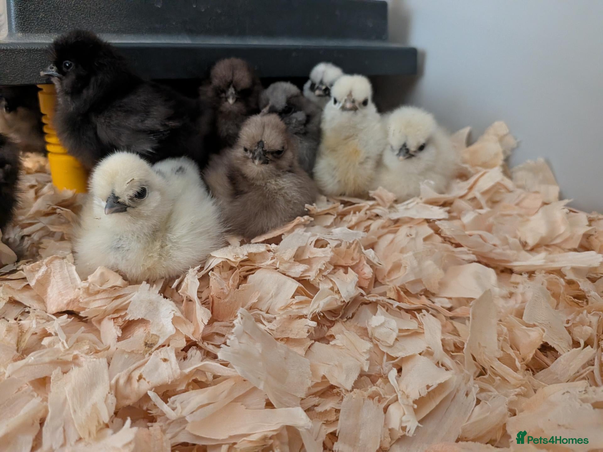 Chickens poultry Silkie Chicks UNSEXED mixed colours 17 left  - Advert 1