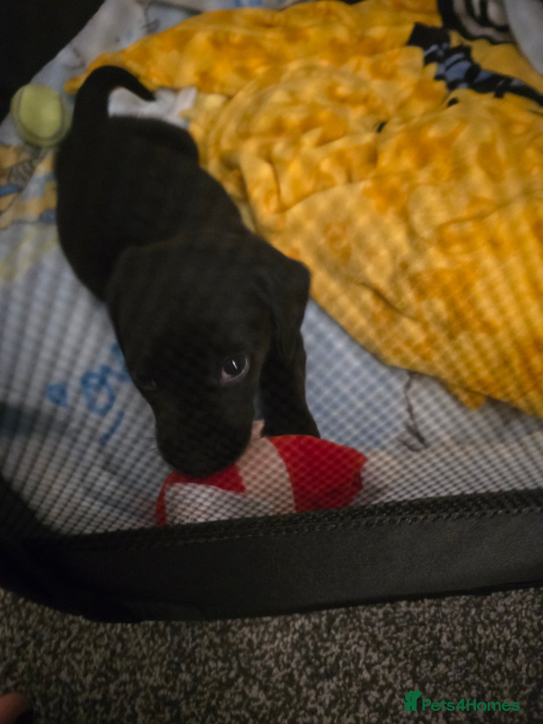 Labrador Retriever dogs for sale: Black labradors - Advert 2