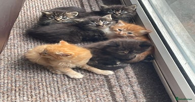 Mixed Breed cats - Advert 2