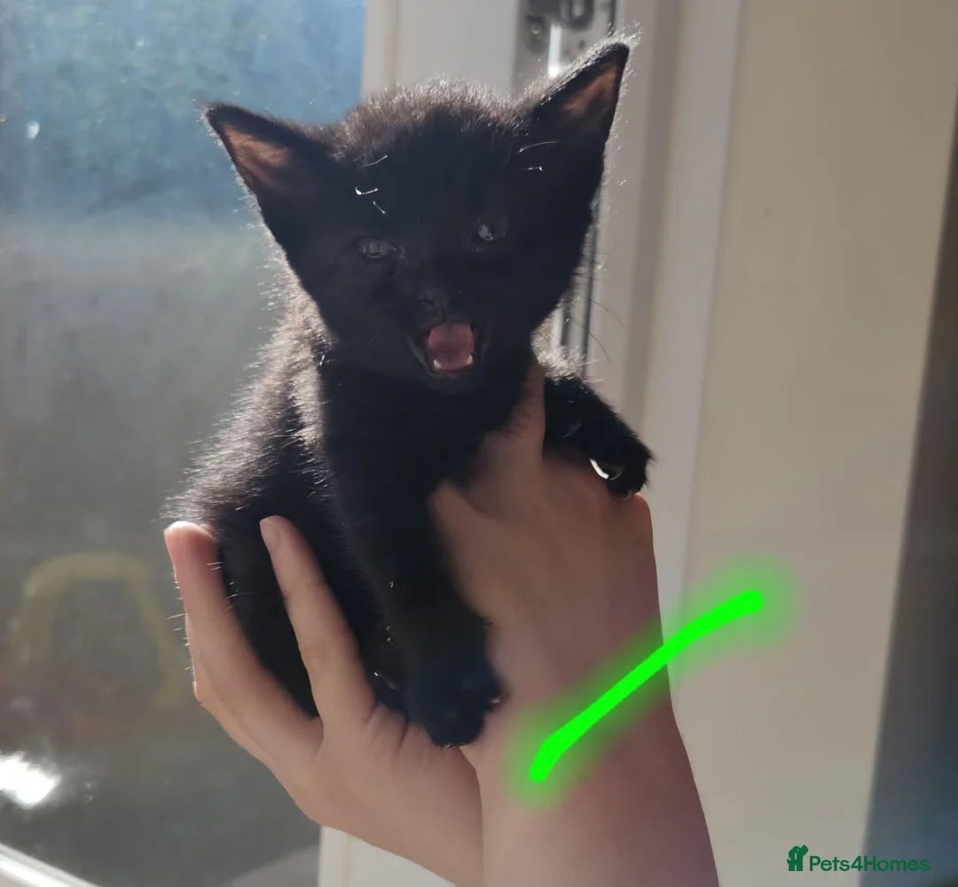 Mixed Breed cats for sale: 5 female kittles  - Advert 6