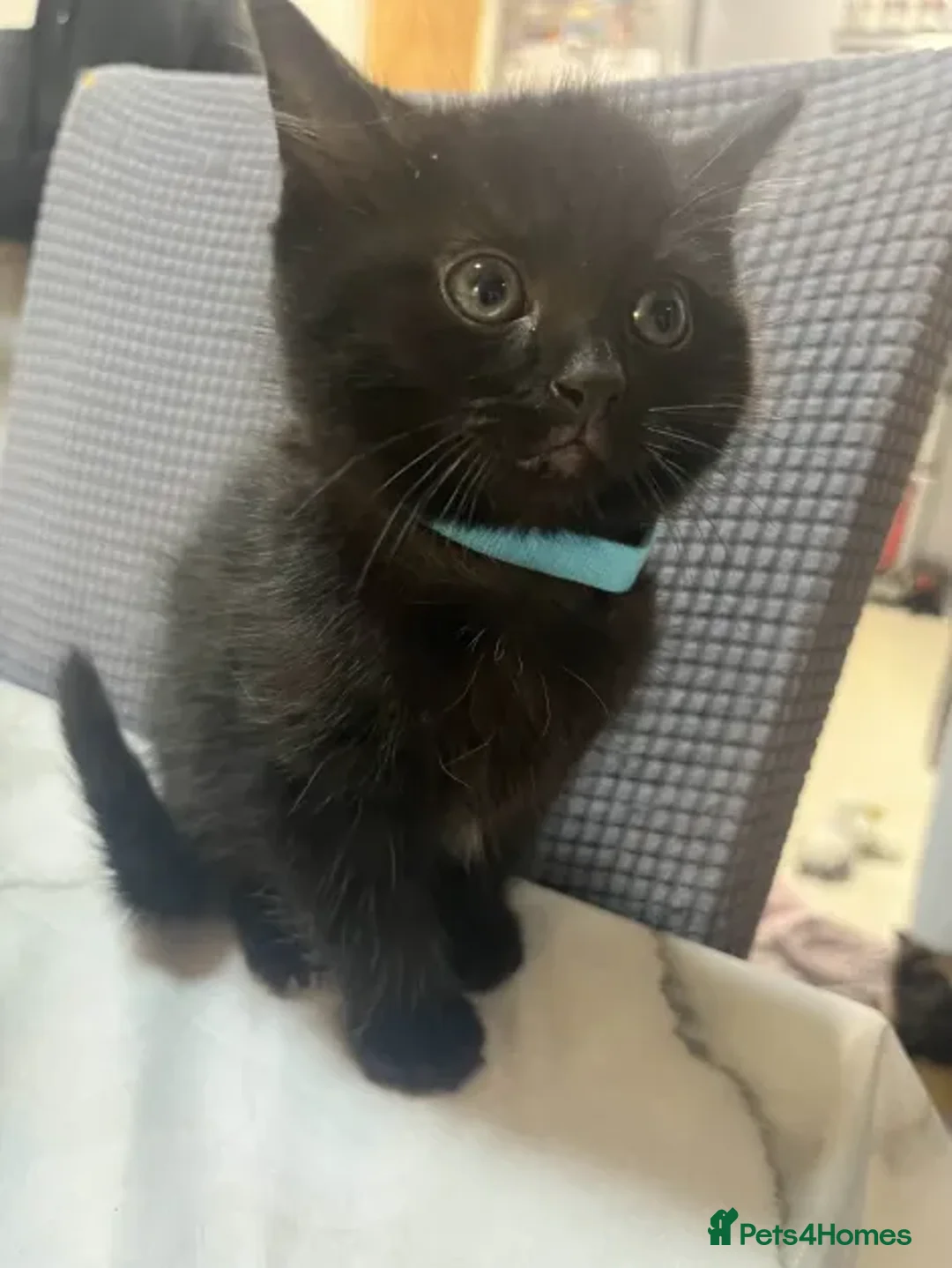 Ragdoll cats for sale: Beautiful Ragdoll Tortishell Kittens for sale! - Image 18