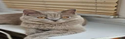 British Shorthair cats for sale: Lilac British Shorthair  - Advert 4