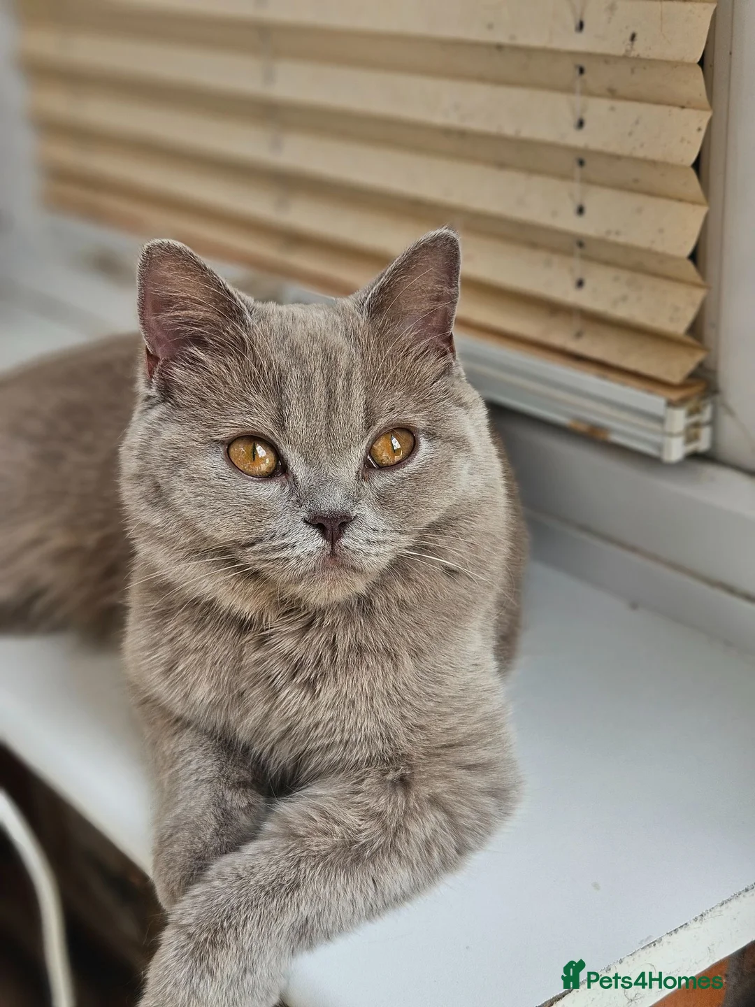 British Shorthair cats for sale: Lilac British Shorthair  - Advert 4