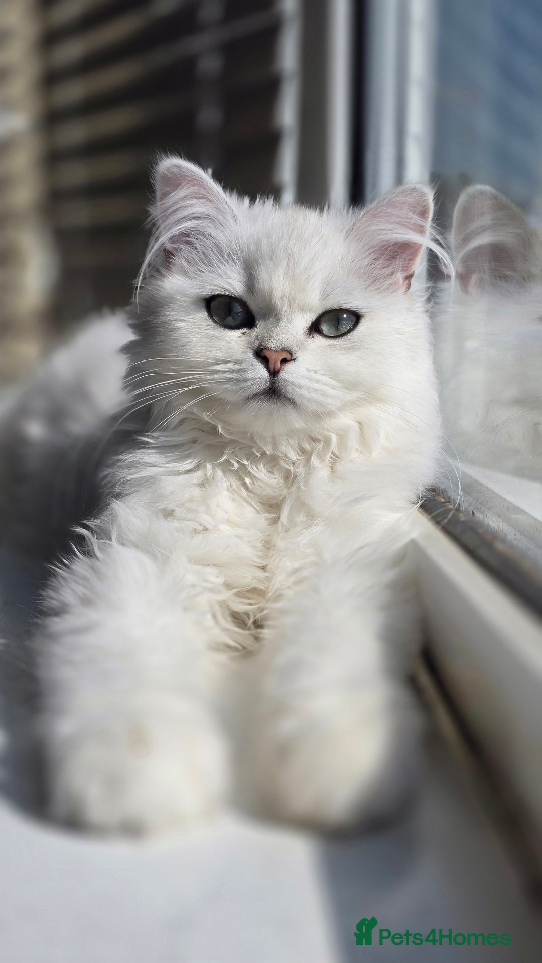 Scottish Fold cats for sale: Scottish Fold Pair - Advert 7