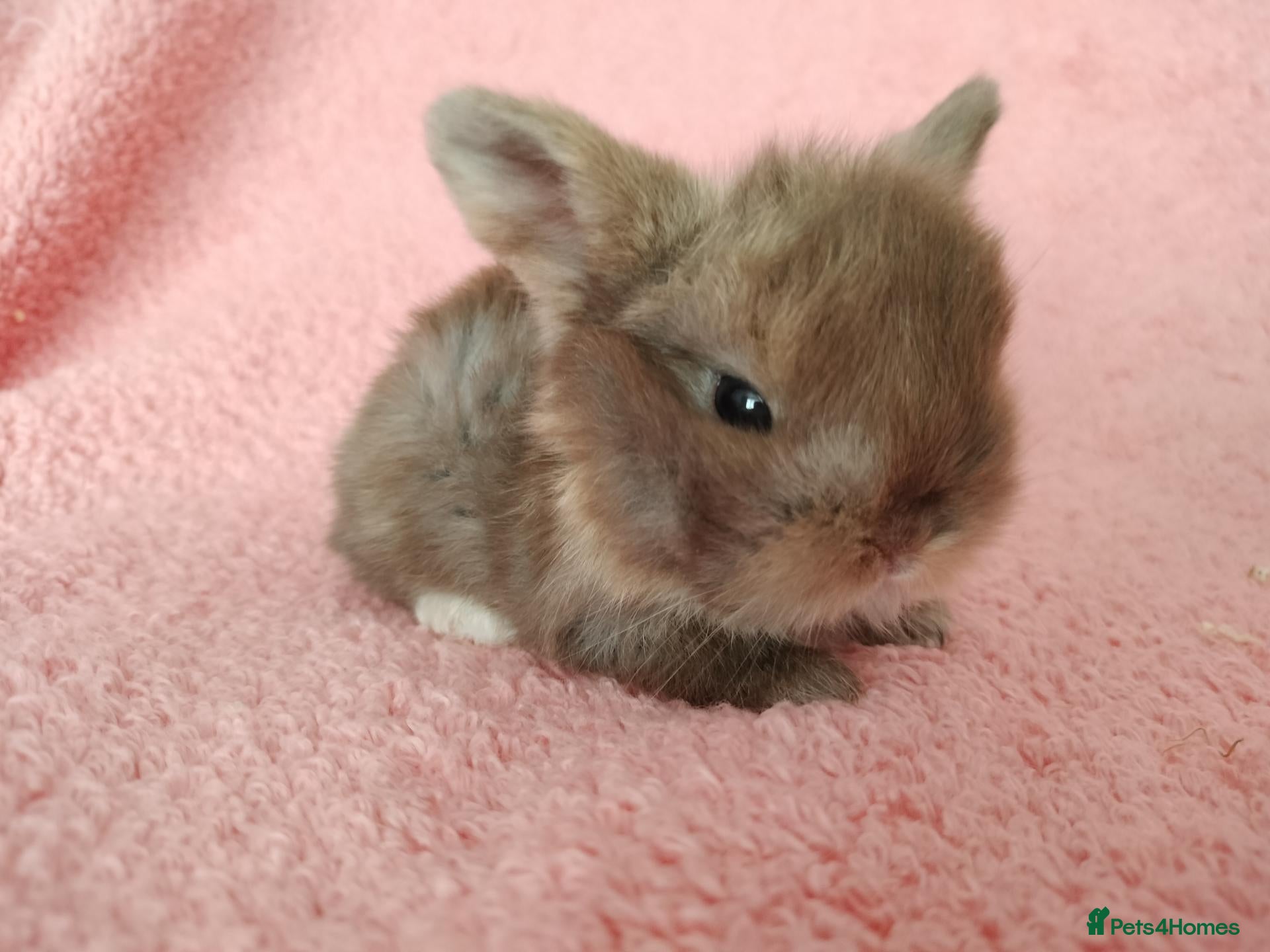Mini Lop rabbits Baby mini lops for sale  - Advert 7