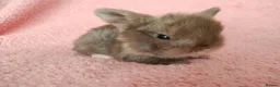 Mini Lop rabbits for sale: Baby mini lops for sale  - Advert 9