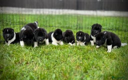 Akita dogs for sale: Quality KC Registered American Akita Puppies - Image 5