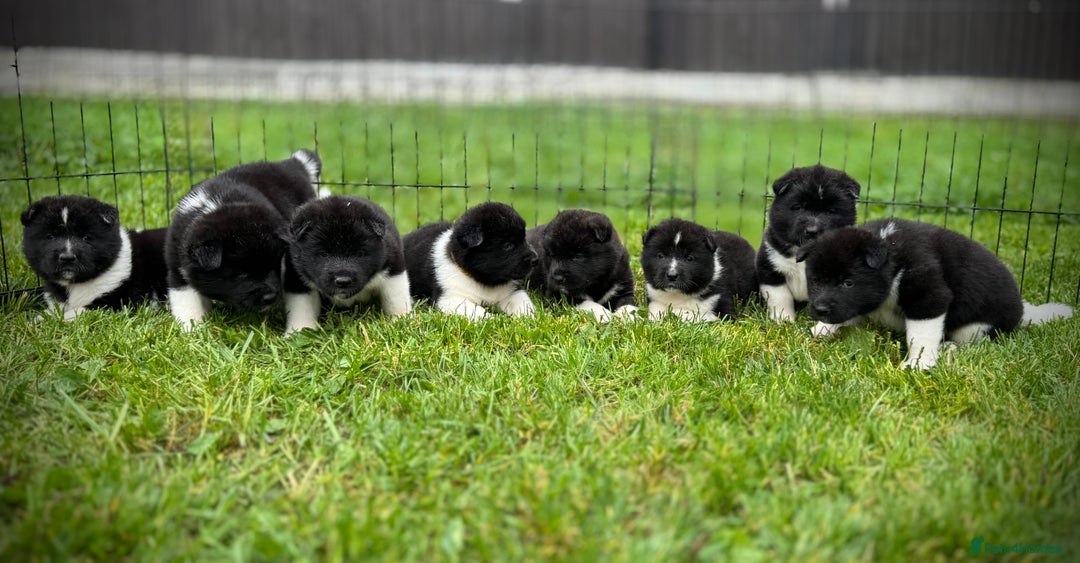 Akita dogs for sale: Quality KC Registered American Akita Puppies - Image 5