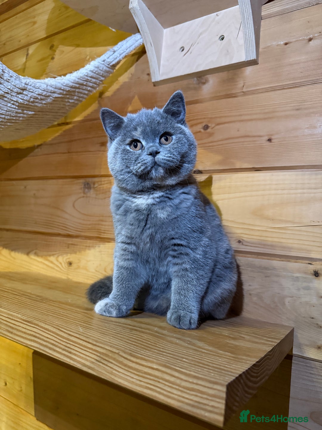 British Shorthair cats for sale: British Shorthair Kittens blue tortie  - Advert 7