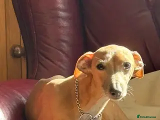 Italian Greyhound dogs KC reg Italian greyhound - Advert 14