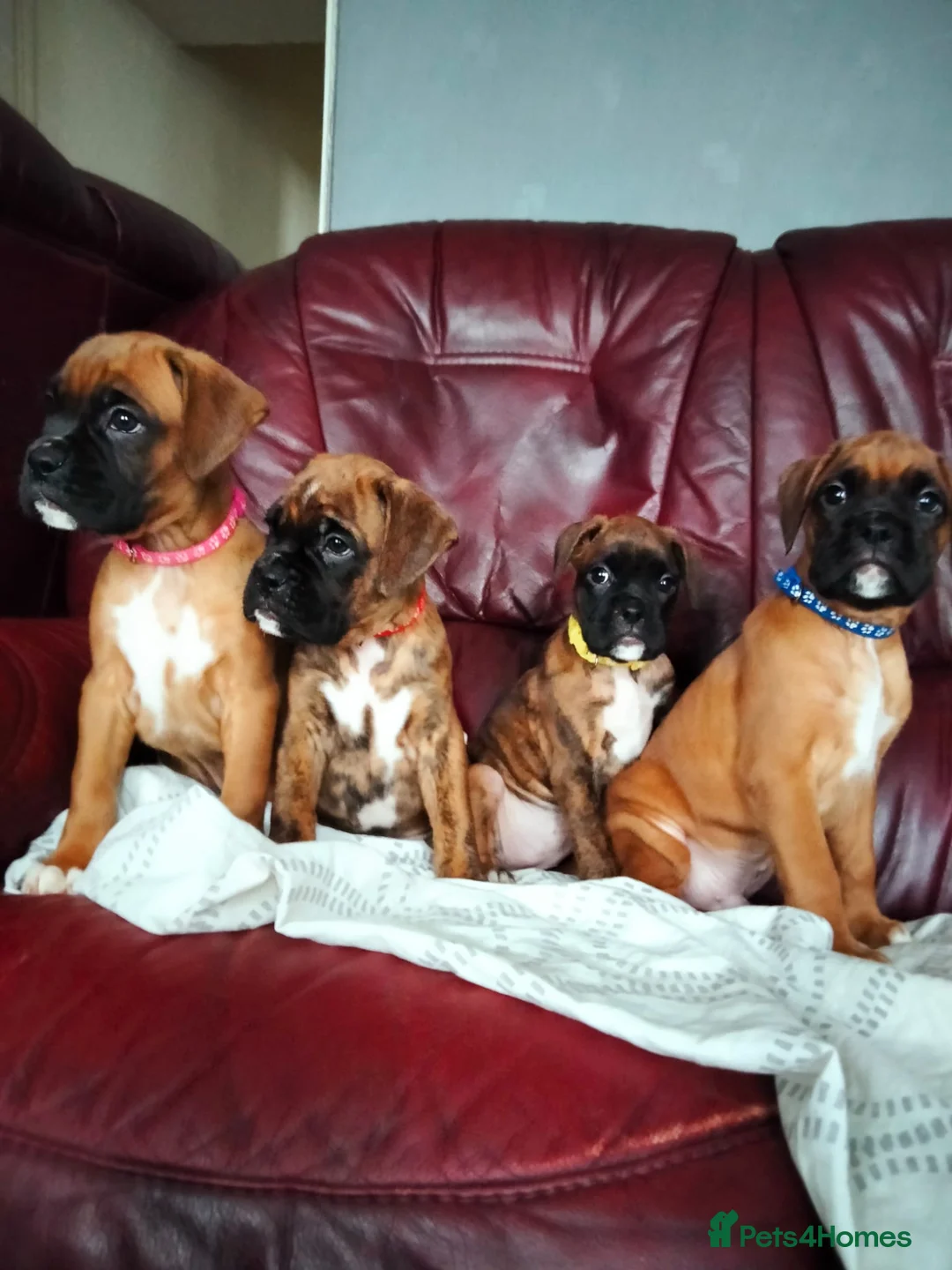 Boxer dogs for sale: Gorgeous Boxer Puppies Available... - Advert 11