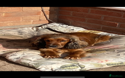 Cocker Spaniel dogs for sale: Stunning show cocker  - Image 2