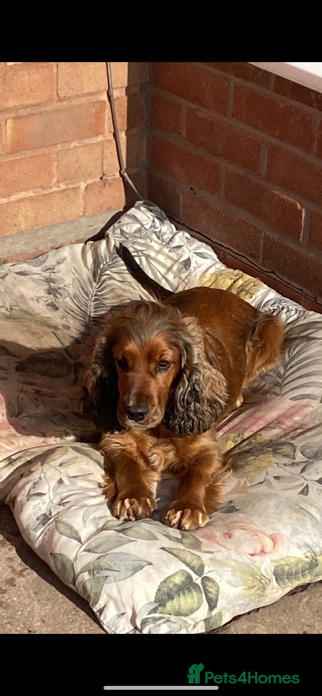 Cocker Spaniel dogs for sale: Stunning show cocker  - Image 2