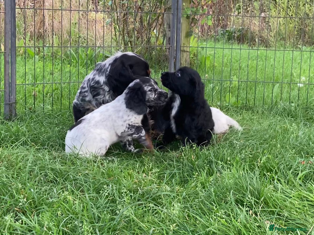 Cocker Spaniel dogs for sale: Cocker Spaniel puppies - Image 15
