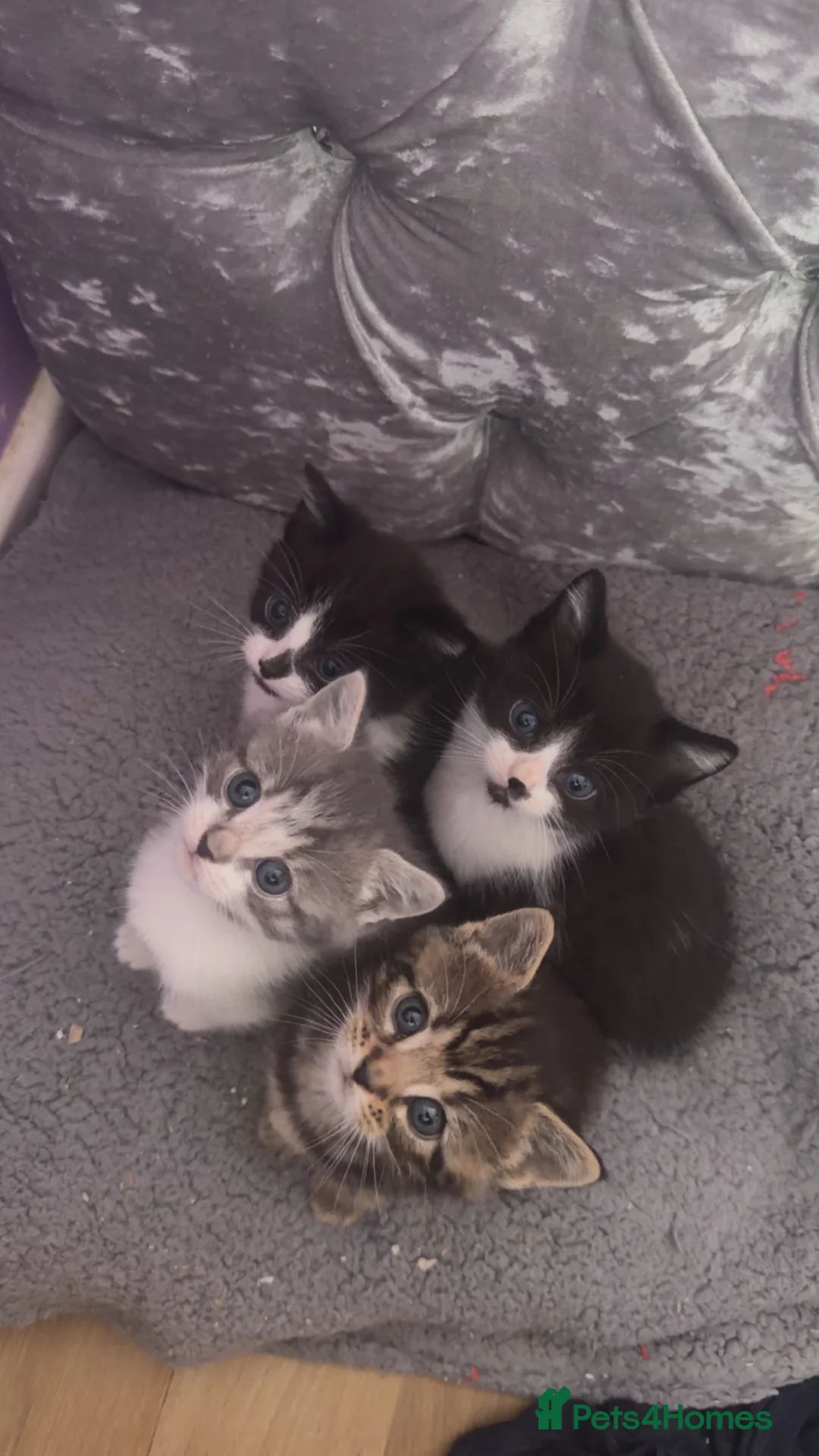 Mixed Breed cats for sale: 2 beautiful kittens left  in Sevenoaks - Advert 5