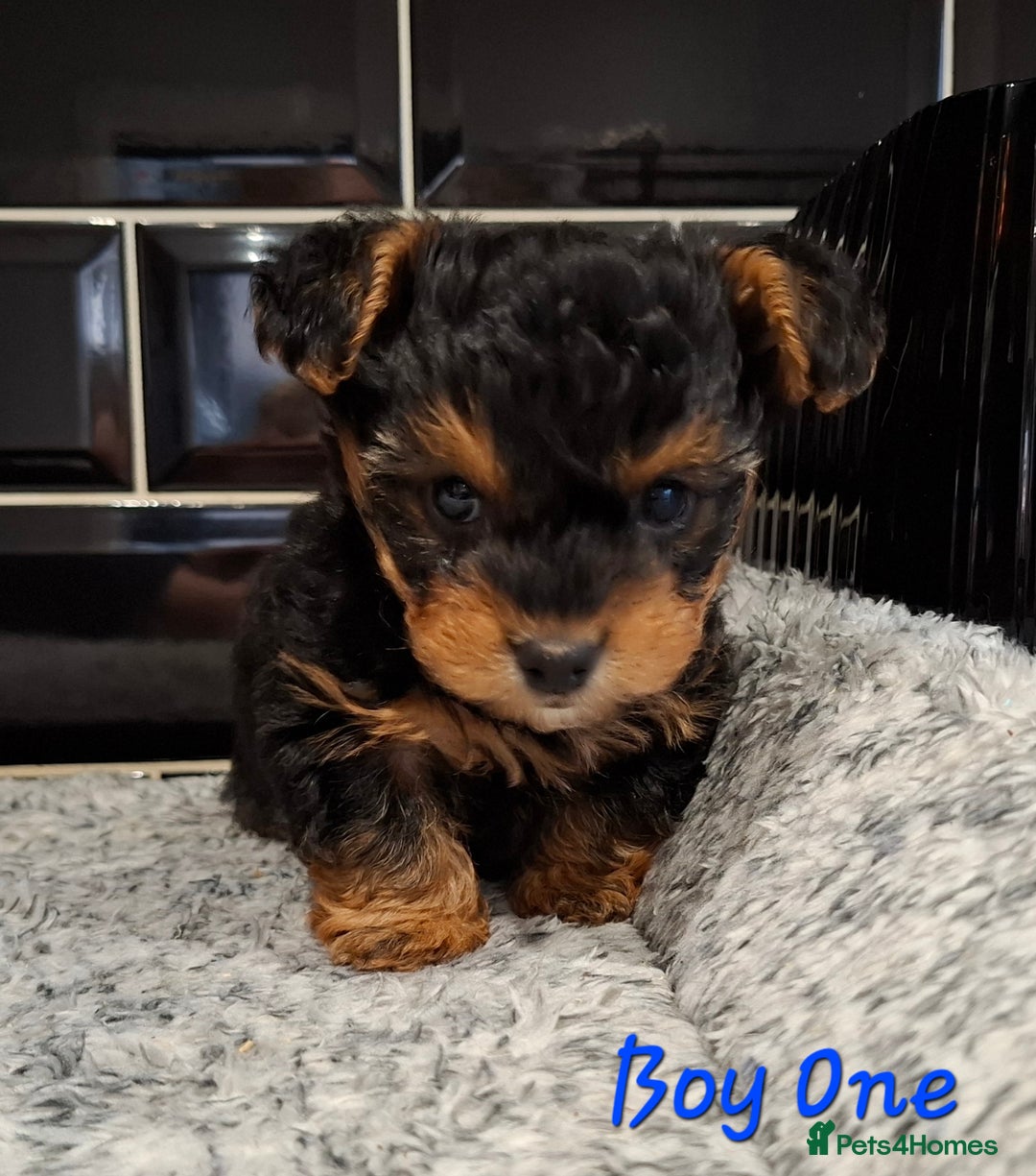 Yorkiepoo dogs for sale: Stunning Yorkiepoo Boys Ready Now - Advert 6