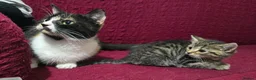 Bengal cats for sale: Last bengal mix kitten left  - Advert 1