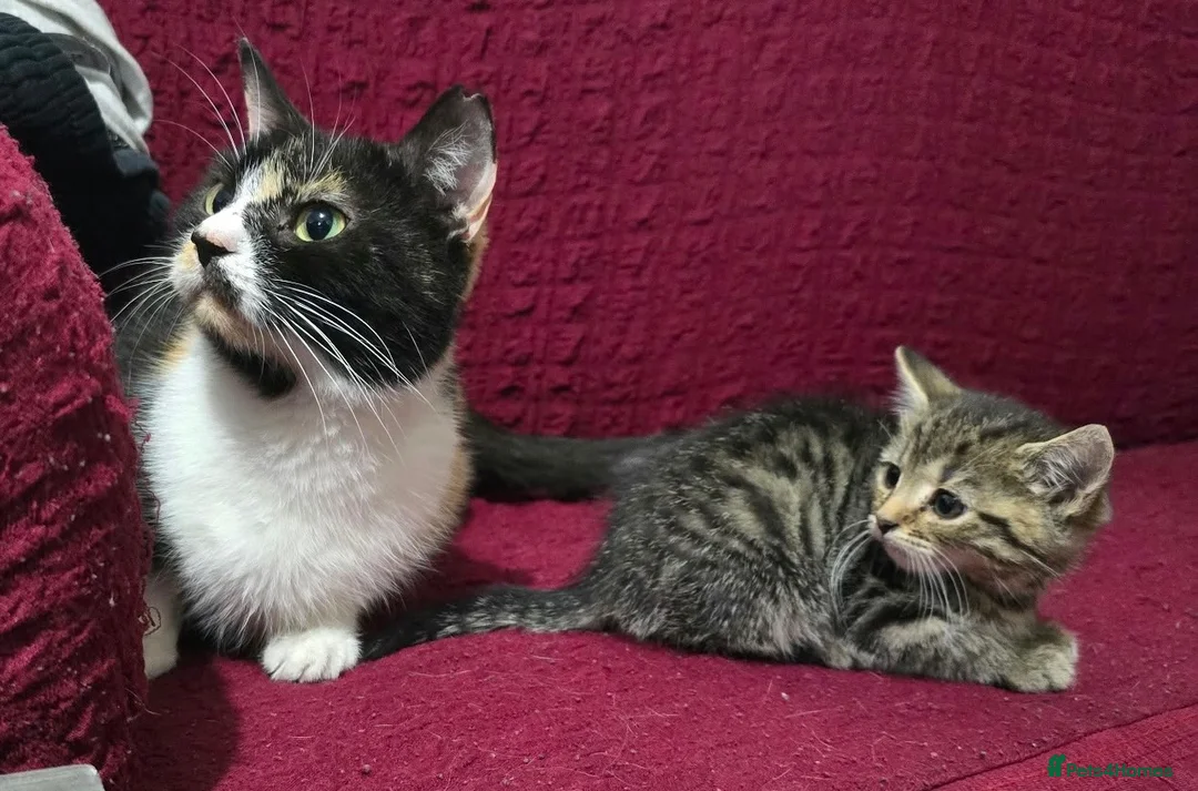 Bengal cats for sale: Last bengal mix kitten left  - Advert 1