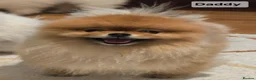 Pomeranian dogs for sale: Particolour Poms - Advert 31