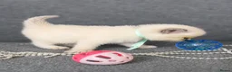 Ragdoll cats for sale: Beautiful Blue Point and Mink ragdoll kittens  in Horley - Advert 10