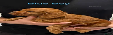 Blue Boy