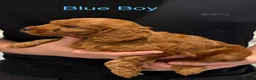 Cockapoo dogs for sale: Stunning Fox Red Cockapoo Puppies in Darlington - Advert 8