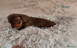 Miniature Dachshund dogs for sale: Stunning miniature dachshund puppies - Image 14