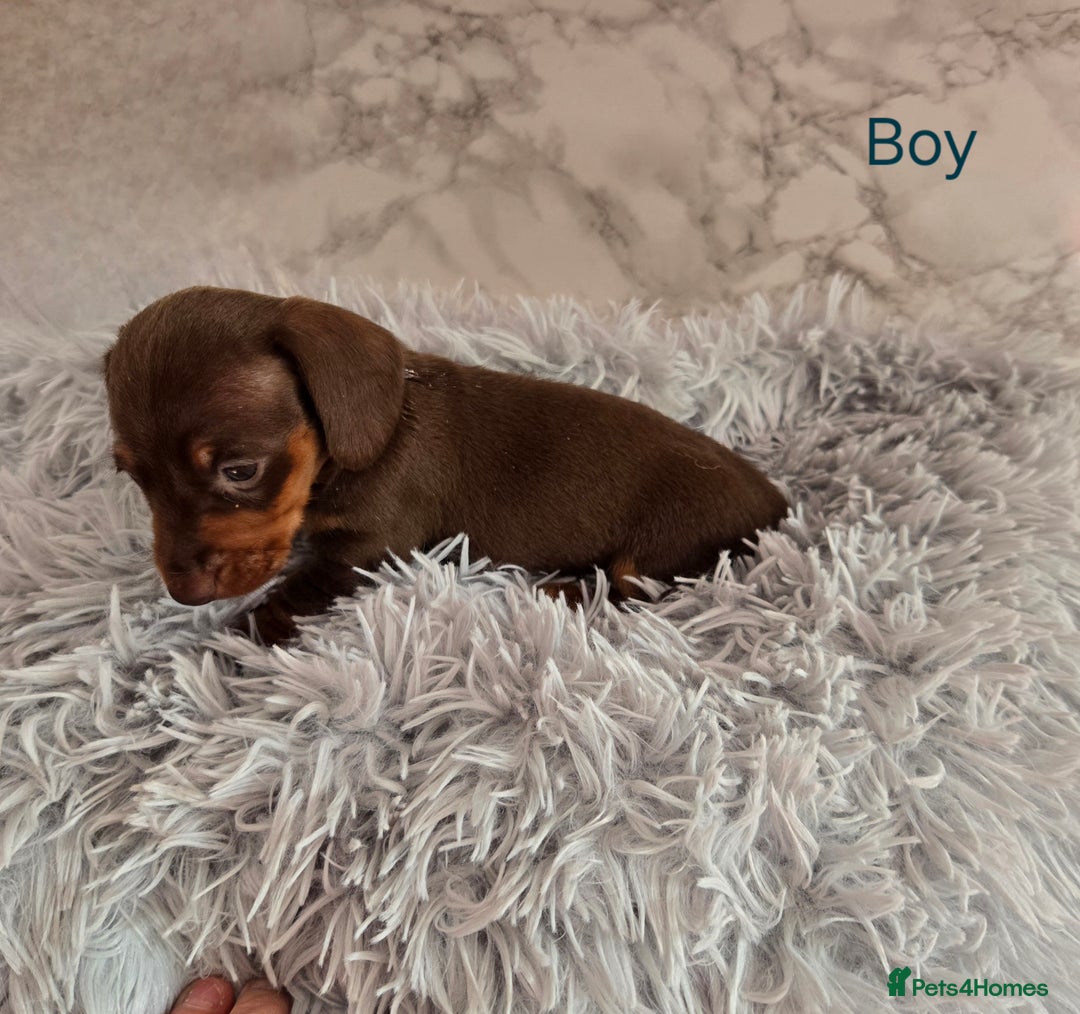 Miniature Dachshund dogs for sale: Stunning miniature dachshund puppies - Image 14