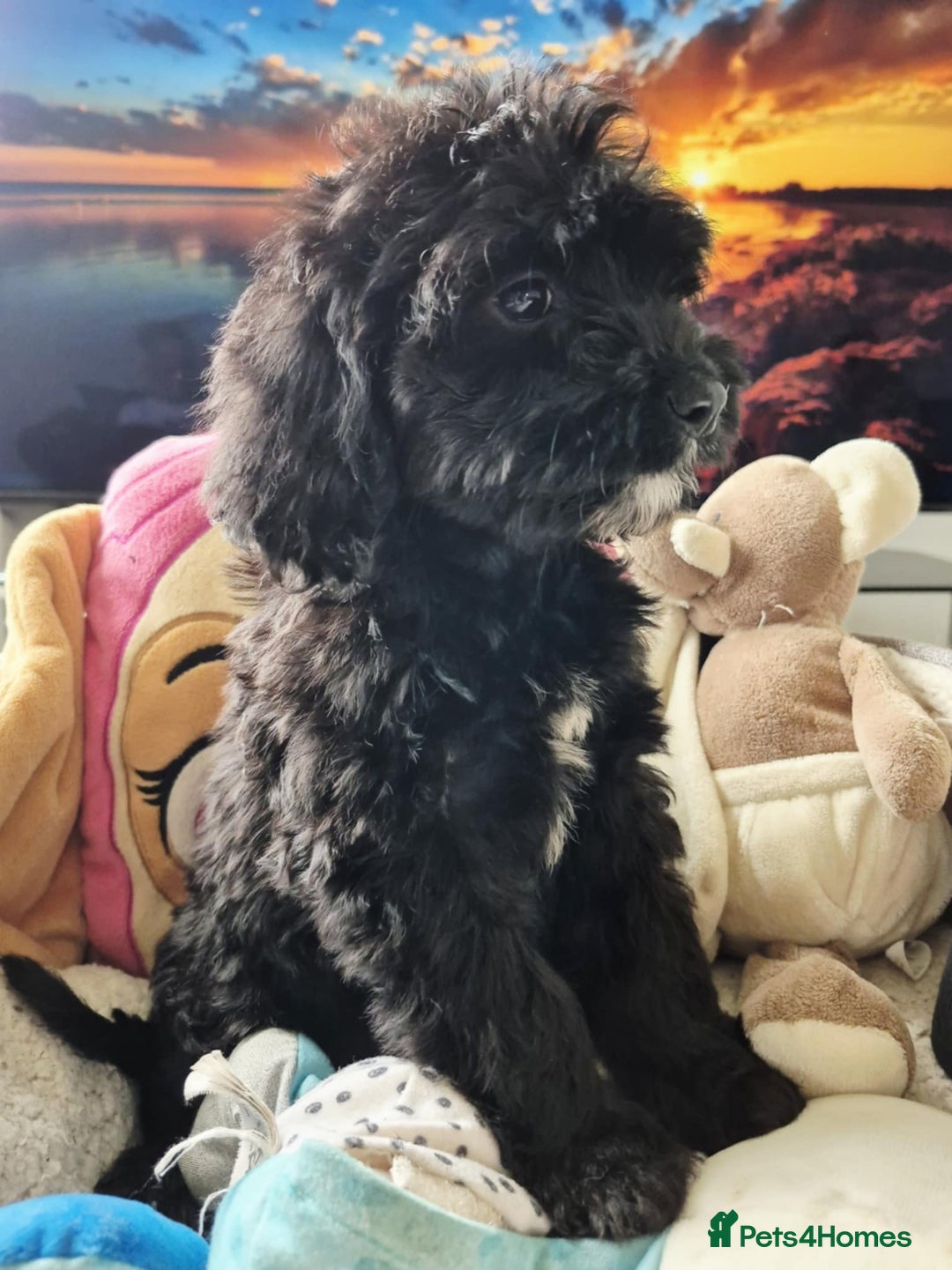 Cockapoo dogs for sale: F1 cockapoos  - Image 6