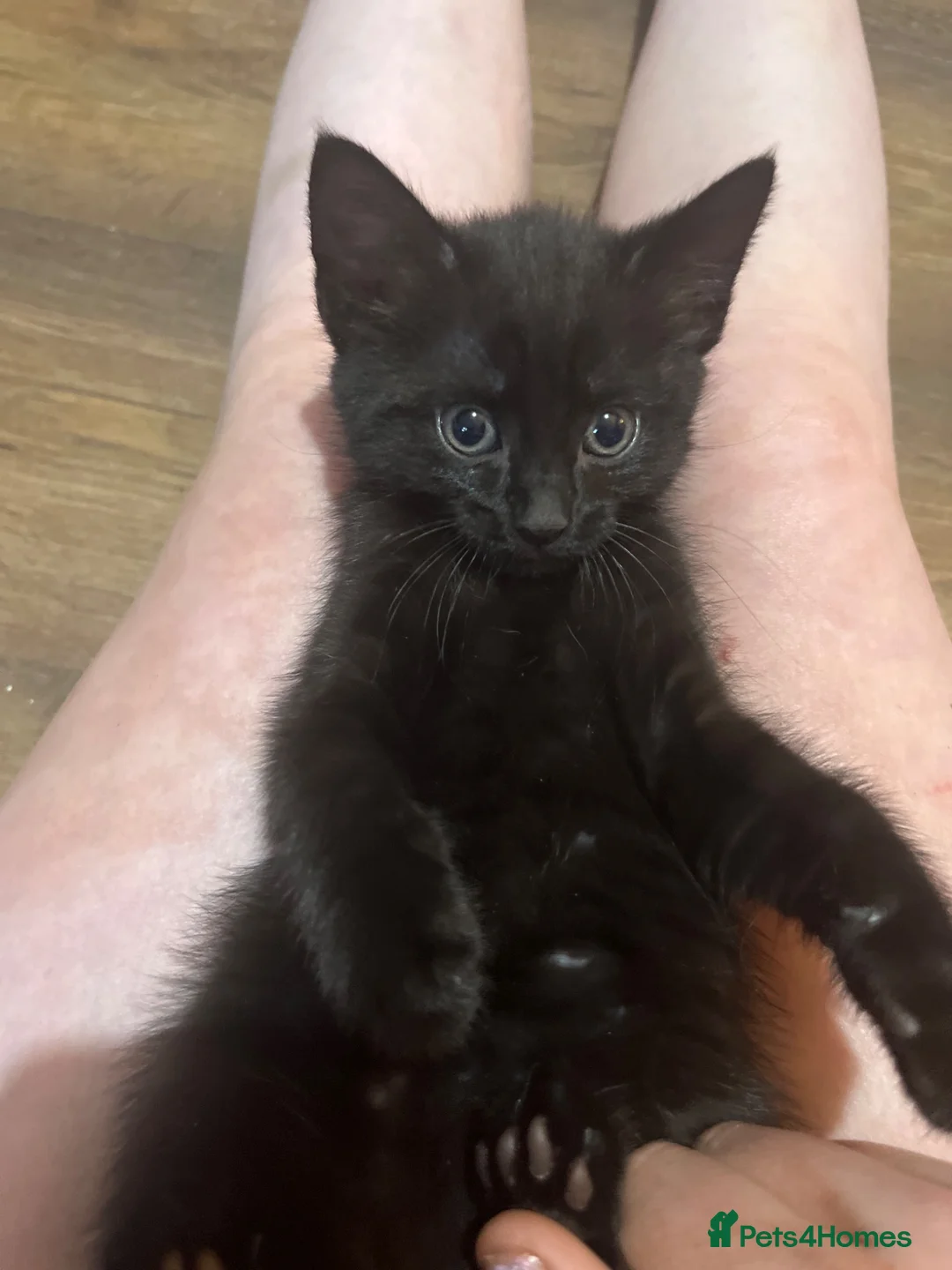 Mixed Breed cats for sale: one girl kitten ready to be sold  in Edinburgh - Advert 3