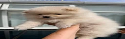 Pomeranian dogs for sale: 🌟 Luxury Pomeranian Puppies 🌟  - Advert 12