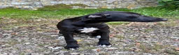 Mixed Breed dogs for sale: Whippet puppies for sale. - Advert 7