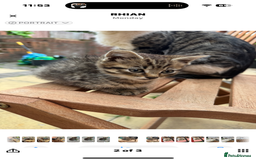 Mixed Breed cats for sale: 🐾 7 Adorable Kittens Looking for Loving Homes 🐾 - Advert 6