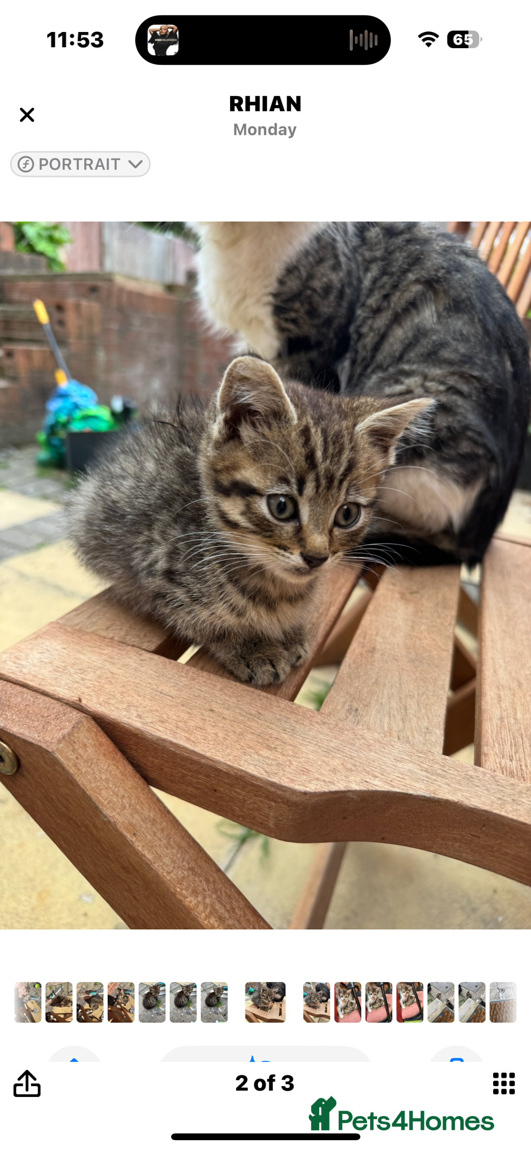 Mixed Breed cats for sale: 🐾 7 Adorable Kittens Looking for Loving Homes 🐾 - Advert 6